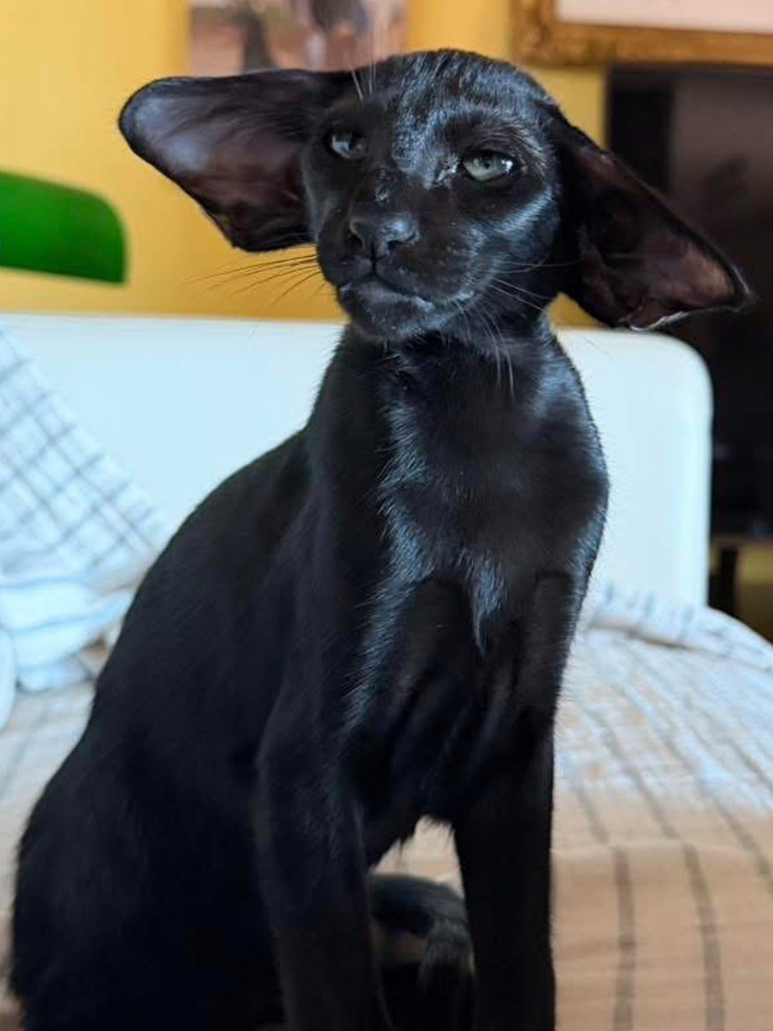 Oriental Express — Siamese e Orientale